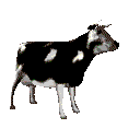 vache-image-animee-0235