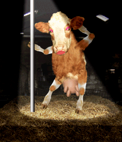 vache-image-animee-0289