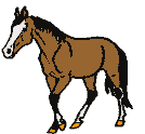 cheval-image-animee-0005