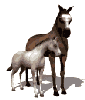 cheval-image-animee-0020