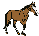 cheval-image-animee-0091