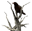 oiseau-image-animee-0022