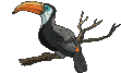 oiseau-image-animee-0070