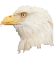 aigle-image-animee-0100