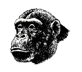 chimpanze-image-animee-0011