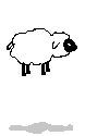 mouton-image-animee-0025