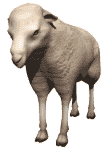 mouton-image-animee-0110