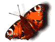 papillon-image-animee-0033