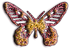 papillon-image-animee-0209