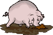 cochon-image-animee-0028