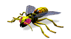 insecte-image-animee-0052