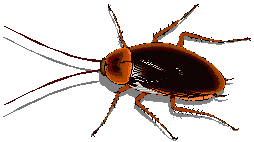 insecte-image-animee-0142
