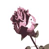 rose-image-animee-0019