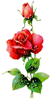 rose-image-animee-0042