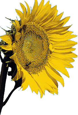 tournesol-image-animee-0033