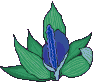 fleur-image-animee-0105