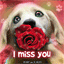 carte-image-animee-0043