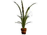plante-image-animee-0094
