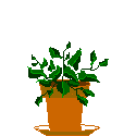 plante-image-animee-0100