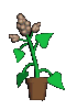 plante-image-animee-0122