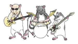 rat-image-animee-0034