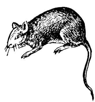 rat-image-animee-0080