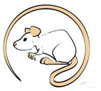 rat-image-animee-0102