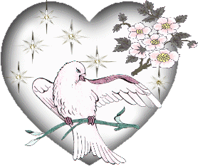 pigeon-image-animee-0048