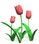 tulipe-image-animee-0013