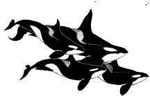 baleine-image-animee-0031