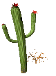 cactus-image-animee-0013