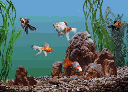 aquarium-et-bocal-a-poissons-image-animee-0027