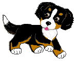 bouvier-bernois-image-animee-0079