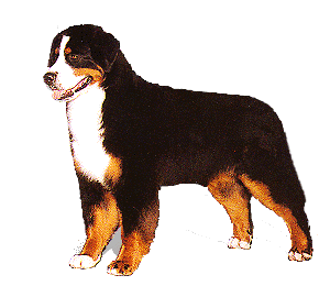 bouvier-bernois-image-animee-0084