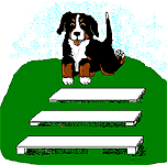 bouvier-bernois-image-animee-0086