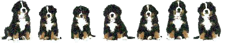 bouvier-bernois-image-animee-0159